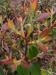 Litsea glaucescens