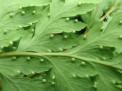 Loxsoma cunninghamii