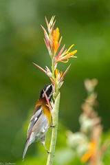 Spindalis zena benedicti