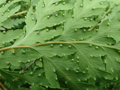 Loxsoma cunninghamii