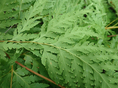 Loxsoma cunninghamii