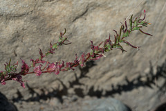Camissoniopsis hirtella