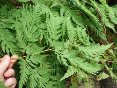 Loxsoma cunninghamii