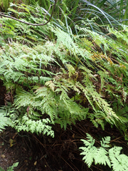 Loxsoma cunninghamii