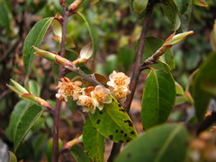 Litsea glaucescens
