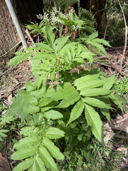 Sambucus gaudichaudiana