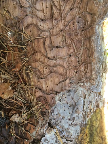 Western Pine Beetle photo 2