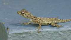 Anolis charlesmyersi