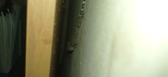 Gekko gecko