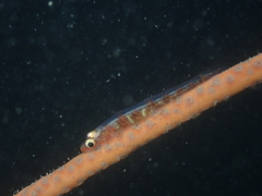 Bryaninops