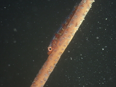 Bryaninops