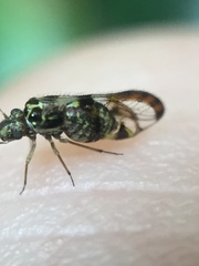 Abelopsocus basipunctatus