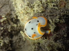 Chromodoris orientalis