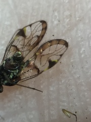 Abelopsocus basipunctatus