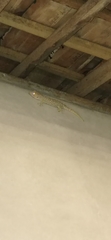 Gekko gecko