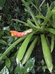 Guzmania berteroniana