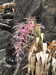 Tillandsia australis