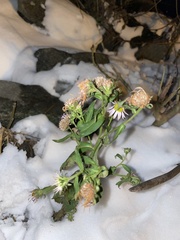 Symphyotrichum novi-belgii
