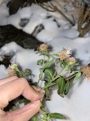 Symphyotrichum novi-belgii
