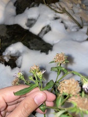Symphyotrichum novi-belgii