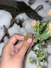 Symphyotrichum novi-belgii