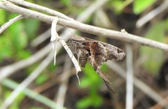 Chioides catillus