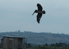 Pelecanus occidentalis