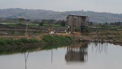 Pelecanus occidentalis