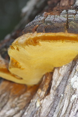 Phellinus badius