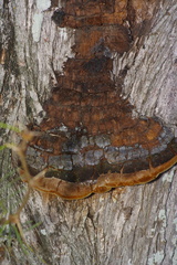 Phellinus badius