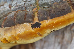 Phellinus badius
