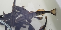 Atractoscion nobilis
