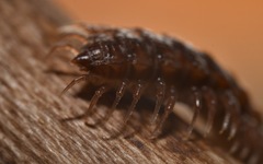Polydesmus coriaceus
