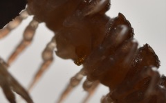 Polydesmus coriaceus