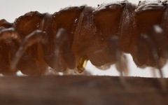 Polydesmus coriaceus