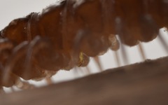 Polydesmus coriaceus