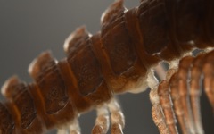 Polydesmus coriaceus