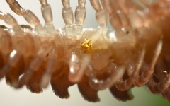 Polydesmus coriaceus