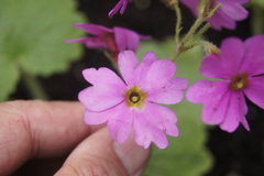 Primula kisoana