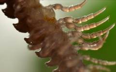 Polydesmus coriaceus