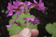 Primula kisoana