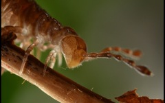 Polydesmus coriaceus