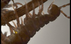 Polydesmus coriaceus