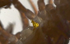 Polydesmus coriaceus