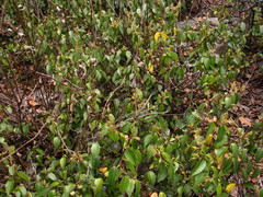 Litsea glaucescens
