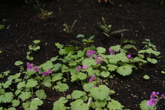 Primula kisoana
