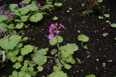 Primula kisoana