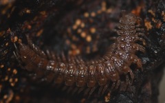Polydesmus coriaceus