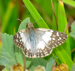 Heliopetes domicella