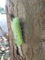 Automeris